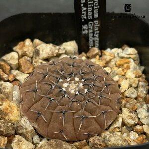 crnT{e MmJLE veBS  RJN^Xc tB[hio[ CORONCACTUS l 7.5cm|bg