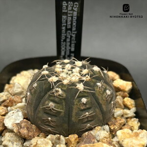 crnサボテン ギムノカリキウム ラゴネシー 実生 フィールドナンバー付き コロンカクタスさん苗 CORONCACTUS 仙人掌 7.5cmポット