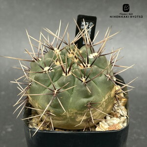 crnT{e MmJLE _Nc  RJN^Xc _Nc CORONCACTUS l 7.5cm|bg