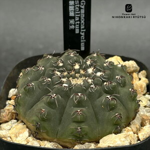 crnサボテン ギムノカリキウム 新鳳頭 実生 コロンカクタスさん苗 ステラタム ステラツム CORONCACTUS 仙人掌 7.5cmポット