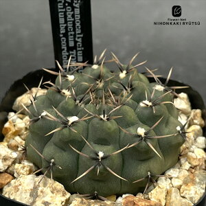 crnサボテン ギムノカリキウム ステラタム オブダクツム 実生 フィールドナンバー付き コロンカクタスさん苗 ステラツム CORONCACTUS 仙人掌 7.5cmポット