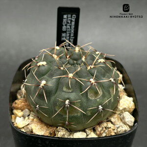 crnサボテン ギムノカリキウム ストリグリアナム 実生 コロンカクタスさん苗 シュトリグリアナム フィールドナンバー CORONCACTUS 仙人掌 7.5cmポット