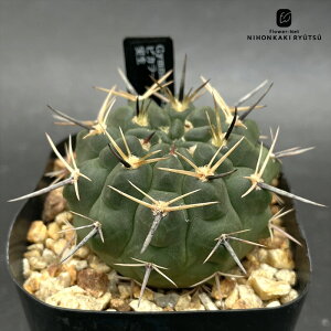 crnサボテン ギムノカリキウム ビカラー 実生 コロンカクタスさん苗 シュトリグリアナム フィールドナンバー CORONCACTUS 仙人掌 7.5cmポット