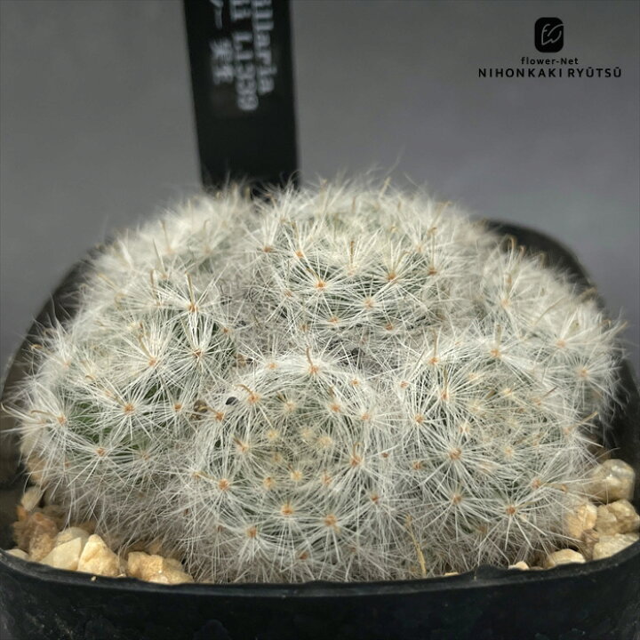 楽天市場】crnサボテン マミラリア グラッシー 実生 コロンカクタス 