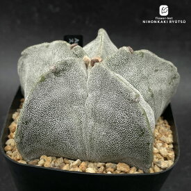 crnサボテン アストロフィツム ストロンギロゴナム 実生 コロンカクタスさん苗 1002-201 現品販売 芳山氏セレクト CORONCACTUS 仙人掌 10.5ポット