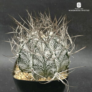 crnT{e AXgtBc P  RJN^Xc 1002-202 i̔ JvREl jxE FRZNg CORONCACTUS l  10.5|bg