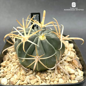 crnT{e tFJN^X h̏o  RJN^Xc 1002-214 i̔ eBXskX LJE FRZNg CORONCACTUS l 10.5|bg