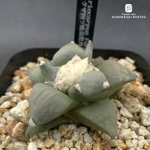 crnT{e AIJvX fNUf lcnԉO  CORON CASTUSIWi RJN^Xc 1002-222 i̔ FRZNg CORONCACTUS l  10.5|bg