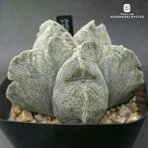 crnT{e AXgtBc gTJTb|[  CORON CASTUSIWi RJN^Xc 1002-223 i̔ aP ~IXeBO} LbRE|[ FRZNg CORONCACTUS 