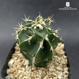 crnT{e AXgtBc ʎ  CORON CASTUSIWi RJN^Xc 1002-226 i̔ }mnj Iic FRZNg CORONCACTUS l  10.5|bg