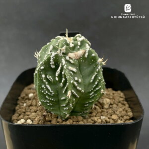 crnT{e AXgtBc ʎ  CORON CASTUSIWi RJN^Xc 1002-227 i̔ }mnj Iic FRZNg CORONCACTUS l  7.5|bg