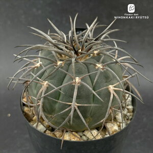 crnT{e MmJLE mN[V  CORON CASTUSIWi RJN^Xc 1002-228 i̔ eyC} FRZNg CORONCACTUS l  9|bg