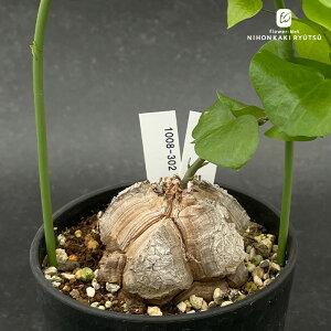 A caTb I 1008-302 A fBIXRA Gt@eByX i̔  R[fbNX 3.5