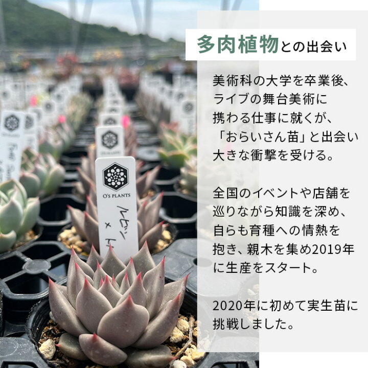 楽天市場】多肉植物 O