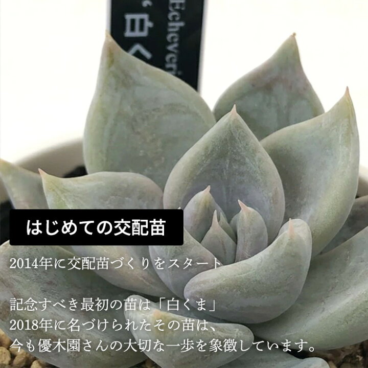 楽天市場】多肉植物 yukエケベリア 伊弉冉 多肉植物 優木園さんの苗 