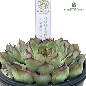 A halkGPxA US[TGbW×LVRvhjX A HALKA SUCCULENT nJc  GPxA 6cm|bg