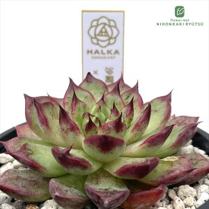 A halkGPxA PO×i[Ai×Irj A HALKA SUCCULENT nJc  GPxA 6cm|bg