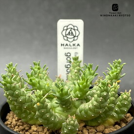 多肉植物 halkユーフォルビア ゴルゴニス 実生 多肉植物 HALKA SUCCULENT ハルカさん苗 ユーフォルビア コーデックス 6cmポット