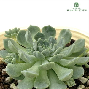 �����A�� sb�G�P�x���A �~�j�}×�r���Z���g�J�g�[ �����A�� �G�P�x���A 7.5cm�|�b�g