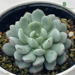 A hmGPxA TuR{[TAW[ A GPxA 6cm|bg