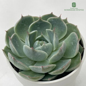 A hmGPxA r[eB[NE A GPxA 6cm|bg