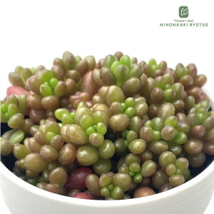 A hmZ_ ΂܂Abvx[ A Z_ 6cm|bg