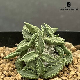 多肉植物 caユーフォルビア トゥレアレンシス 実生 多肉植物 送料無料 ユーフォルビア コーデックス 7.5cmポット