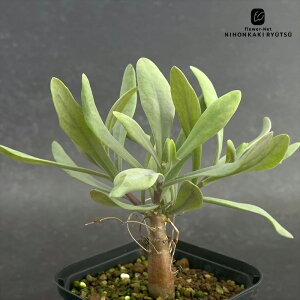 A caIgi NGVtHA A R[fbNX 9cm|bg