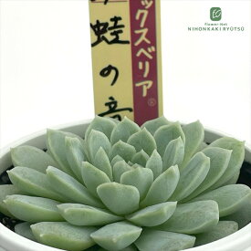 多肉植物 oriミックスベリア No.072 蛙の音 多肉植物 おらいさん苗 送料無料 エケベリア 6cmポット 【お一人様1点限り】