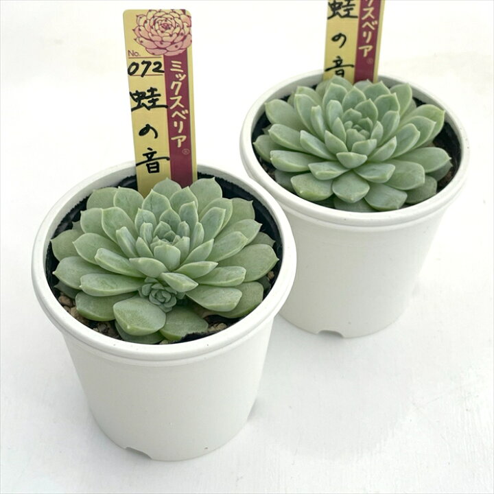 楽天市場】多肉植物 oriミックスベリア No.072 蛙の音 多肉植物 お 