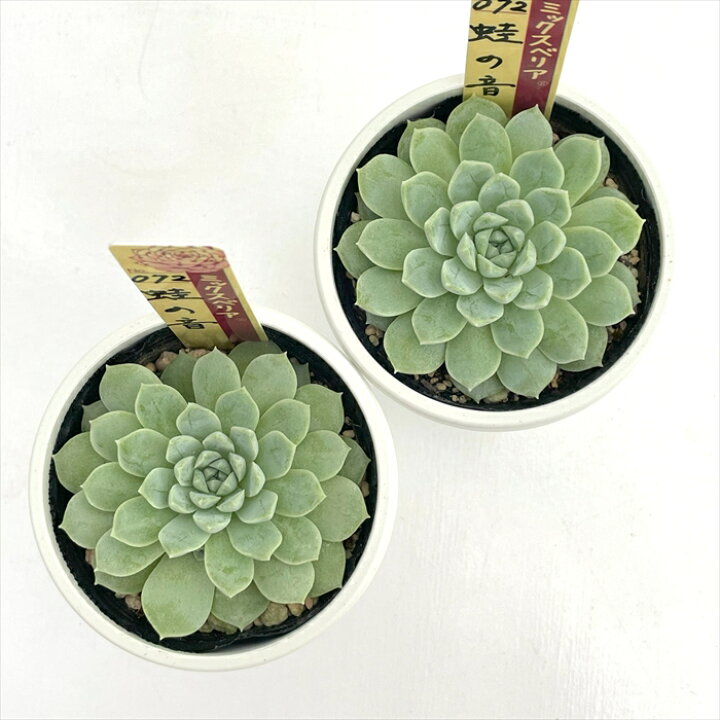 楽天市場】多肉植物 oriミックスベリア No.072 蛙の音 多肉植物 お 