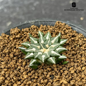 caT{e AIJvX ԕPO  T{e 7.5cm|bg