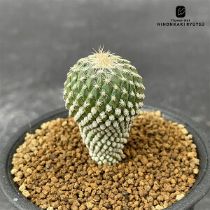 caT{e yLtH ≲O   T{e 7.5cm|bg