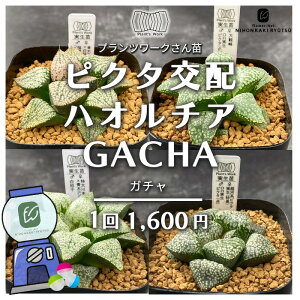 A pnwnI`A vc[NZNV sN^znI`AK` A Plantfs Work vc[Nc i킨܂ nI`A 7.5cm|bg