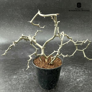 A cafJA WOUO̖ A  R[fbNX fJA }_KXJGVX 9cm|bg