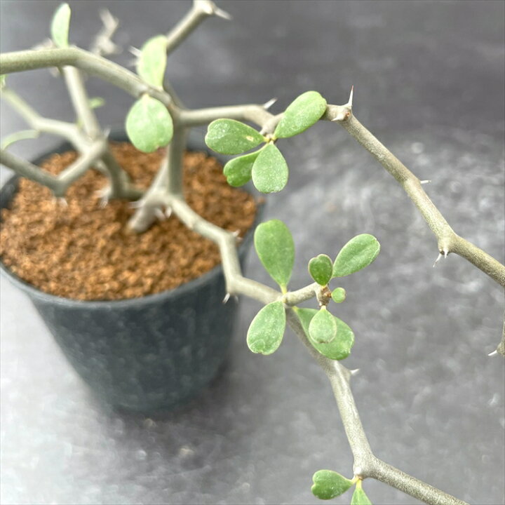楽天市場】多肉植物 caデカリア ジグザグの木 多肉植物 送料無料