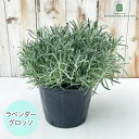ラベンダー グロッソ 大株 6号ポット 送料無料 宿根草 ガーデニング ハーブ 苗 鉢花