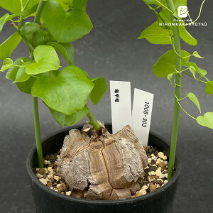 A caTb I 1008-303 A fBIXRA Gt@eByX i̔  R[fbNX 3.5