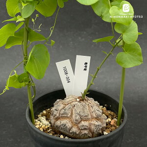 A caTb I 1008-304 A fBIXRA Gt@eByX i̔  R[fbNX 3.5