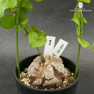 A caTb I 1008-305 A fBIXRA Gt@eByX i̔  R[fbNX 3.5