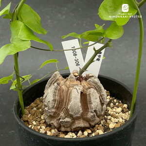 A caTb I 1008-306 A fBIXRA Gt@eByX i̔  R[fbNX 3.5