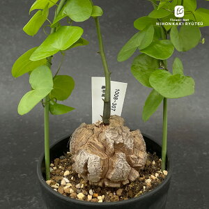 A caTb I 1008-307 A fBIXRA Gt@eByX i̔  R[fbNX 3.5