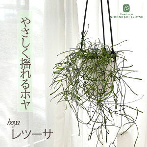 ϗtA z c[T 4 ݂蔫 ݂艺 nMO ϗtA  蕨 v[g CeA 