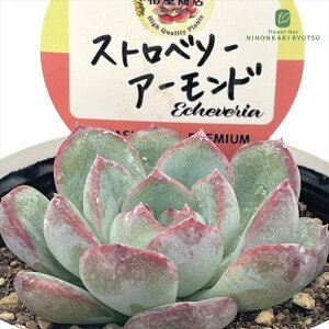 A kswGPxA Xgx[A[h Xc GPxA 6cm|bg