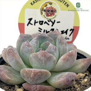 A kswGPxA Xgx[~NVFCN Xc GPxA 6cm|bg