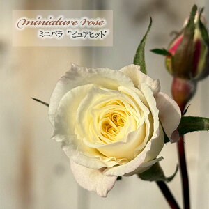 \̔ ~jo sAqbg 3|bg lG炫 F  o KN oc c  ars 3{ȍ~