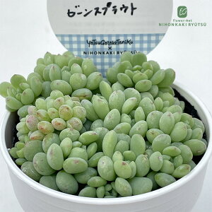 A HitotabaGPxA r[XvEg A qg^oc GPxA 6cm|bg