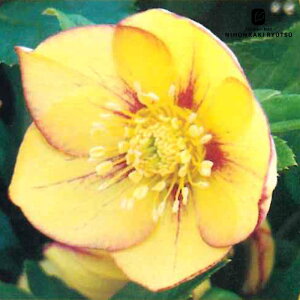 �N���X�}�X���[�Y�c �V���O�� �S�[���h�l�I���V�F�[�h ���R��z 9cm�|�b�g �h���� �K�[�f�j���O sgy