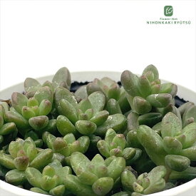 多肉植物 hmセダム ホワイトストーンクロップ 多肉植物 セダム 6cmポット