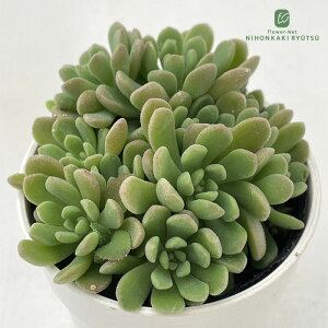 yyVX[p[Z[ P5{z A hmZ_ XvO_[×beB[ A Z_ 6cm|bg